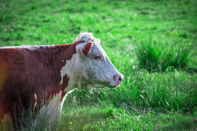 小牛犊几个月断奶最好 牛犊最佳断奶时间是什么时候